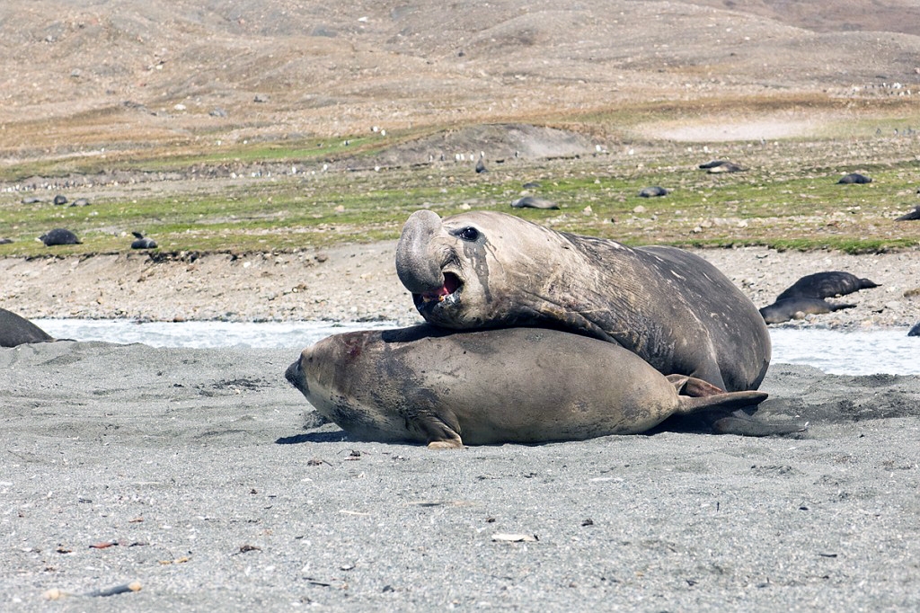 Elephant seal.20081113_3940.jpg - Southern Elephant Seal (Mirounga leonine), South Gerogia November 2008